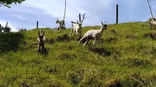 The charge of the goat kid brigade | #GoatWatch