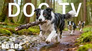 12 Hours Dog TV 🐕 Entertainment & Anti-Anxiety Music for Dogs Home Alone | Happy & Calming Sounds