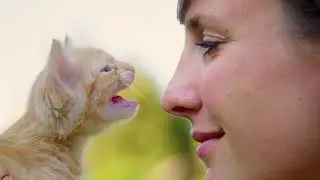 NOVA Cat Tales PREVIEW