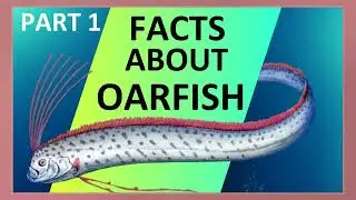 Oarfish