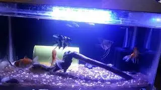 Our Home Aquarium!!!