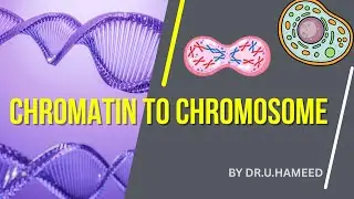 Chromosomes & Chromatin Explained | Cell Division Biology (Urdu&ndash;Hindi)