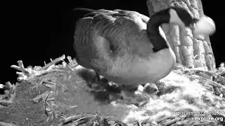 Decorah Goose Cam~Ma Goose Tosses Egg Shell Off Nest-You Can Hear It Land_4.25.23#shorts