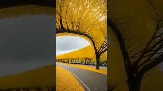 Sakura and Yellow Spring in Japan