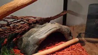 Suivi d'Élevage de ma Python Royale (Python Regius) Cléopatre
