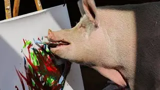 &bdquo;Pigcasso