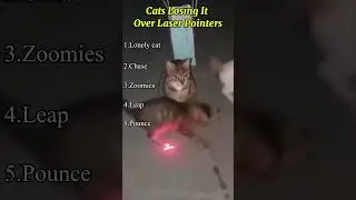 Cats Losing It Over Laser Pointers #short
