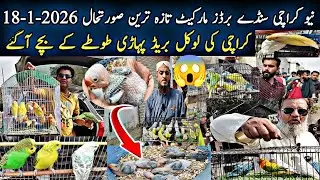 New Karachi Birds Market Sector 5-F Sunday 18-1-2026|Sunday Birds Market Karachi|Global Birds Lovers
