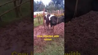Rabies in Cattle, signs hypersalivation and aggression