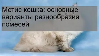 Метис кошка: основные варианты разнообразия помесей