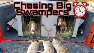 Rabbit hunting feb 2020