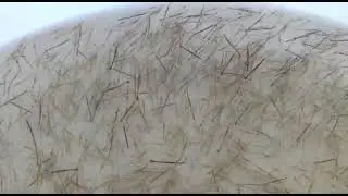 Hatchery prawn Seed production