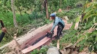 Precision Wood Measurement Before Cutting | Skilled Lumberjacks Preparing Timber for Sustainable Use