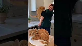 Cat Cake Cutting Prank Gone Wrong #dog #cat #baby #cute #funny