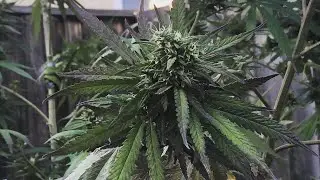 Backyard Weed Grow Cousins Yard Update