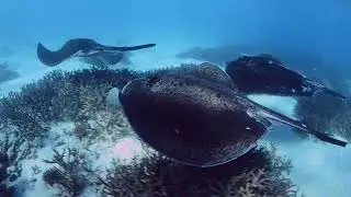The OceanWatch Master Fisherman Program