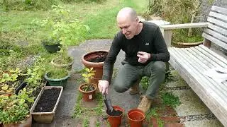 Growing native Irish Oak
