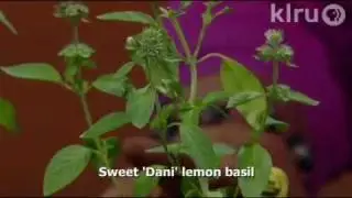 Trisha sweet basils: Central Texas Gardener