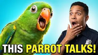 Talking Parrot vs Everyone 😂 | Funniest Moments Compilation