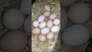 Desi Eggs Village Morning Routine 🥚🐓 #morningroutine #organiceggs #desieggs #villagemorning