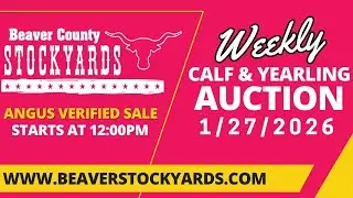 1/27/2026 - Calf & Yearling Auction- Beaver County Stockyards