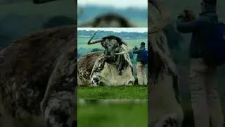Massive Animals