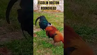 ESCOLIN BOSTON ROUNDHEAD #highlights #chicken #roosters #mtbanahaw #follower #rooster #roostertime