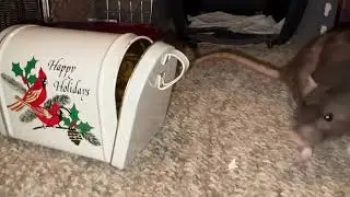 My smart pet rat Cracker doing her 
