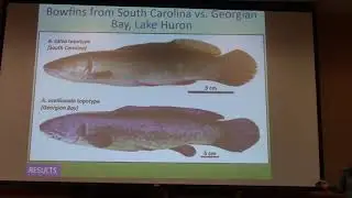 Morphological variation of extant bowfins... in the Mississippi River Basin: ... implications.