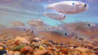 Under Water in a School of Fish (Shad) - Underwater Fish Cam