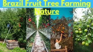 Beautiful Brazil Fruit 🍑 Tree Farming Nature Scene