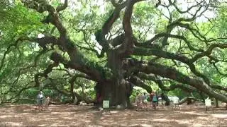 AngelOak.mp4