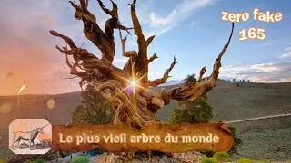 Le plus vieil arbre du monde - zero fake 165 #arbre #mathusalem #long&eacute;vit&eacute;