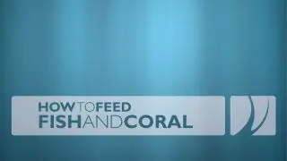 How to Feed Fish and Coral in Aquarium