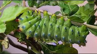 Big Fat Caterpillar