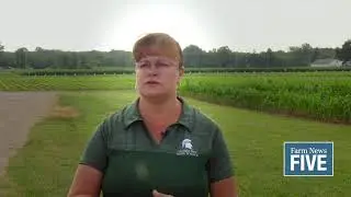 Marestail Control in Fallow Fields