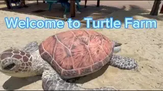 I visit the Turtle Farm in West Bay Grand Cayman