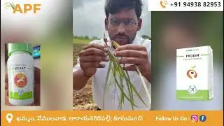 Farmer&rsquo;s Honest Review &ndash; TATA PRODIM cleared Tunga weeds in just 7 to 10 days!