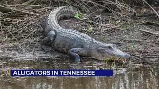 Alligators in Tennessee