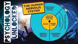 How do the brain and body communicate with each other? The Human Nervous System