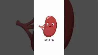 simple explanation of spleen #shorts#science