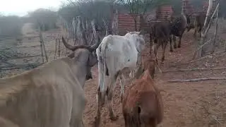 Soltando o gado pra o cercado 