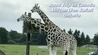 African Lion Safari 🇨🇦🚗 | Canada Road Trip | Wild Animals Up Close #canadatravel #canada #wildlife