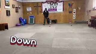 03 Oliver learns the down command with Harris Chester. @ik9trainers551 