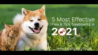 5 Most Effective Flea and Tick Treatments in 2021 | Pet Care | Dog - Cat Supply| VetSupply