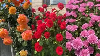 wow😍colourful ros Flower Vlog  Xuexues Garden #flowers #FlowerGarden #rosegarden #viral #satisfying