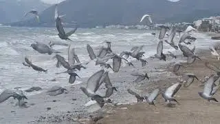 WAVE BIRDS THUNDER STORM BEACH T&Uuml;RKİYE 