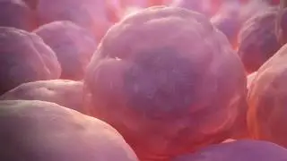 stem cell