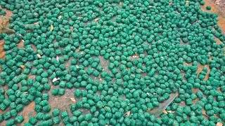 King of Fireworks High Sound Green Atom Bomb Manufacturing Process in Fireworks Factory