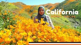 Walker Canyon Poppy Fields